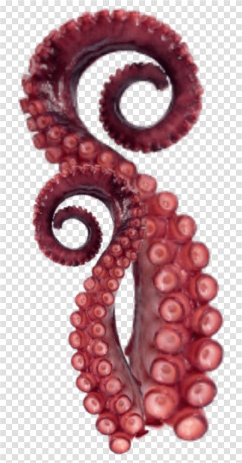 Tentacles Octopus Sticker Octopus Sea Life Animal Invertebrate
