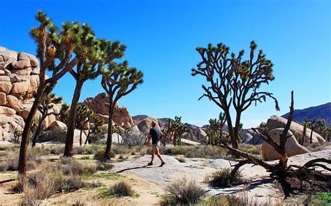 15 Top Rated Things To Do In Joshua Tree National Park Planetware