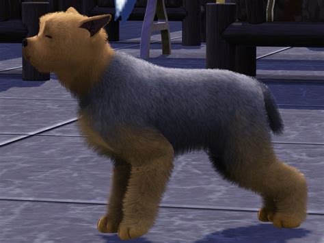 The Sims Resource Yorkshire Terrier