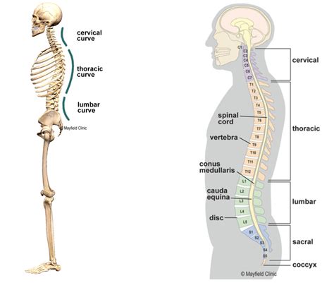 The Beauty And Function Of The Natural Curves Of The Spine — Pilates Collective Denver