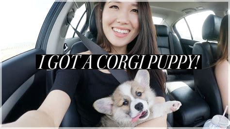 I Got A Corgi Puppy Vlog Youtube