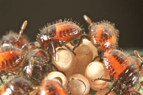 Baby Beetles Just Hatched In Our Garden Macro Jason Elk