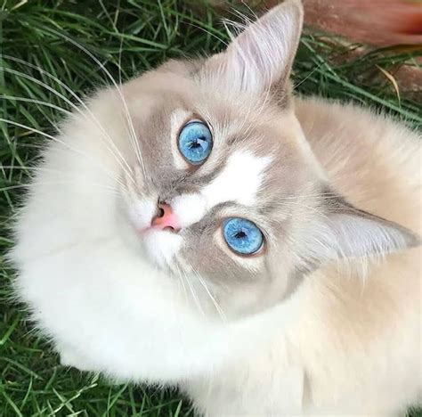 Funny Cats Beautiful Cat With Blue Eyes