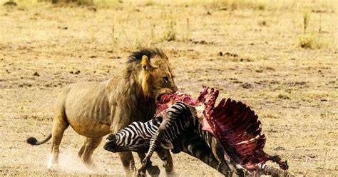 Lion Zebra Kill Hi Travel Tales