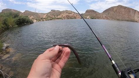 Fishing Canyon Lake Tonto Basin Arizona Youtube