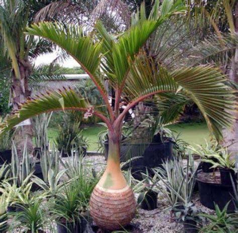 34 Different Types Of Palm Trees With Their Characteristics