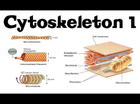 Describe The Structure Of The Cytoskeleton Gavyn Has Yates