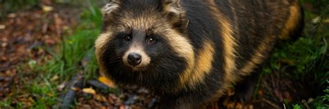 Foxes And Raccoon Dogs Find Home At Tierart Tierart Wild Animal