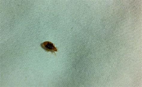 Close Up Of A Bed Bug Picture Of Residence Inn Denver