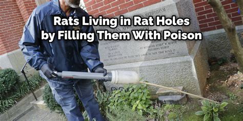 How To Fill Rat Holes In Garden 6 Effective Ideas 2024