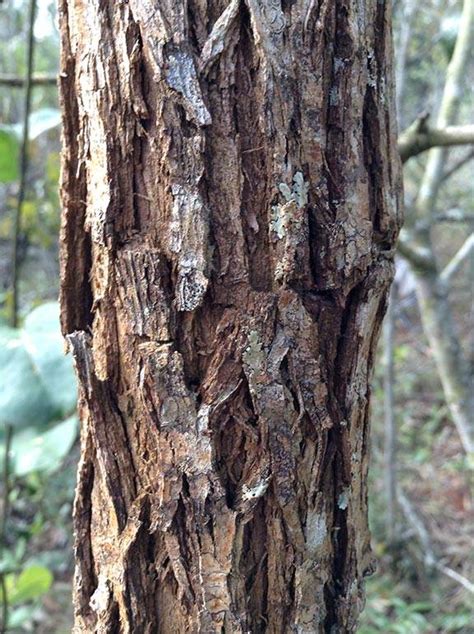 Tree Bark Thickness Indicates Fire Resistance In A Hotter