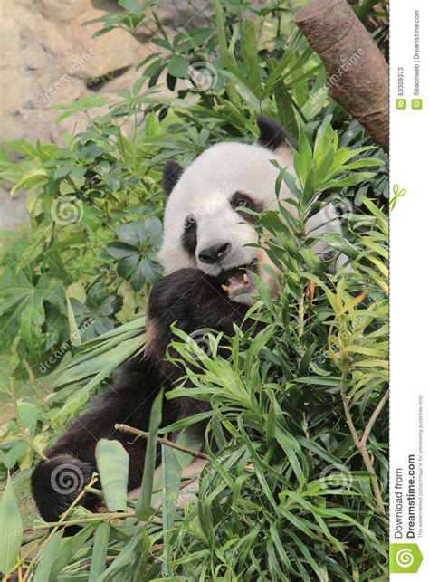 Giant Panda Eating Bamboo Leaves Stock Image Image Of Relax Ocean