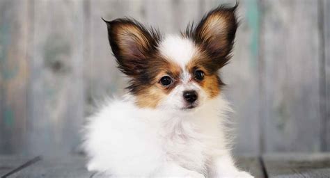 Many papillon dog breeders with puppies for sale also offer a health guarantee. Papillon Names - Will You Find The Perfect Name For Your Puppy?