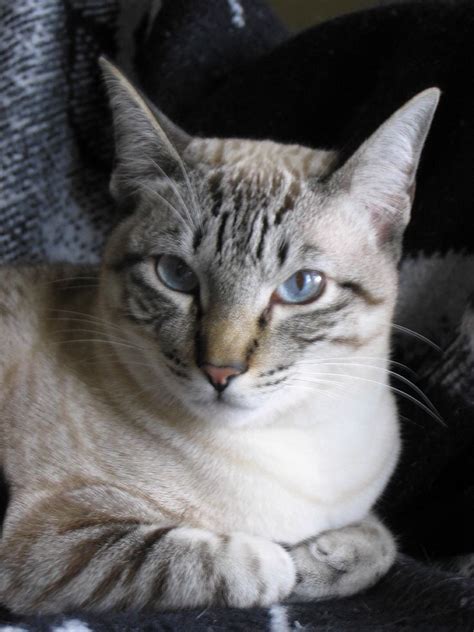 Seal Lynx Point Siamese Odin King Of Lynx Beautiful Cats Siamese