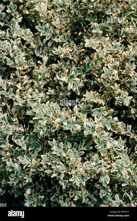 Buxus Sempervirens Elegantissima Silver Box Small Green And White