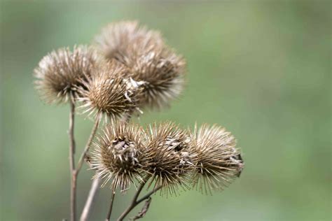 How To Grow Burdock