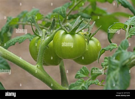 Green Vine Tomatoes Ripening On The Bush In An Allotment In May In