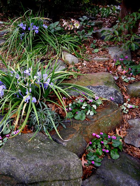 2012 Winter Interest Plants Carolyns Shade Gardens