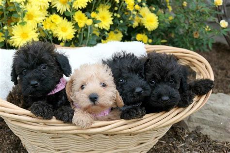 Schnoodle Puppies For Sale Puppy Love