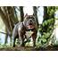5 Types Of Pit Bull Dog Breeds
