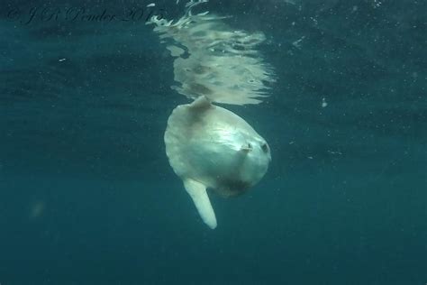 Yok benim mola koştum tek gidipte sona. Joe Pender Wildlife Photography: Sunfish (Mola Mola)
