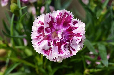 Carnation Flower Free Photo Download Freeimages