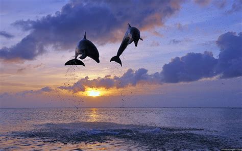 Wallpapers Common Bottlenose Dolphin Dolphins Pictures