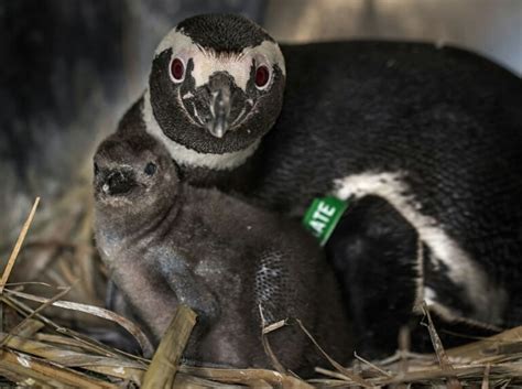 Aquarium Of The Pacific Welcomes Two Penguin Chicks As They Waddle Into