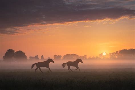 Running Horses During Sunrise Rpics