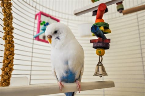 Homemade Bird Toys Thriftyfun