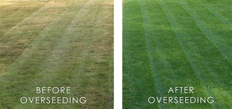 How To Dethatch And Overseed Lawn Overseeding And Dethatching