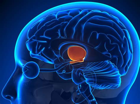 It's important to understand the complexity of the human brain. Hypothalamus: Function, hormones, and disorders