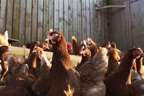 Brooders, grow out pens, and chicken runs can easily be pulled together and give your feathered family a safe place to scratch and peck. Learn How to Raise Chickens for Meat