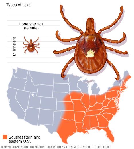 Guide To Different Tick Species And The Diseases They Carry
