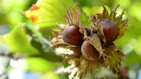 Oregon Hazelnut Growers Face High Demand Record Price