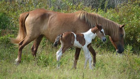 Newborn Assateague pony joins wild herd
