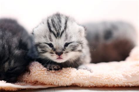 New Born Kittens First Day Of Life Stock Image Image Of Baby
