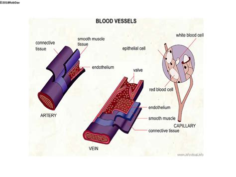 Gcse Pe Edexcel C1t123 Blood Vessels Teaching Resources