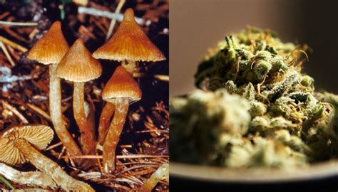 Taking A Look At Cannabis And Mushrooms Buddies Canada