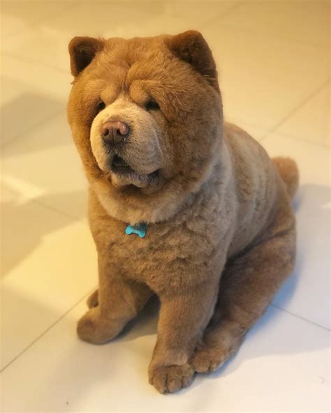Impossibly Fluffy Chow Chow Dog Looks Like An Adorable