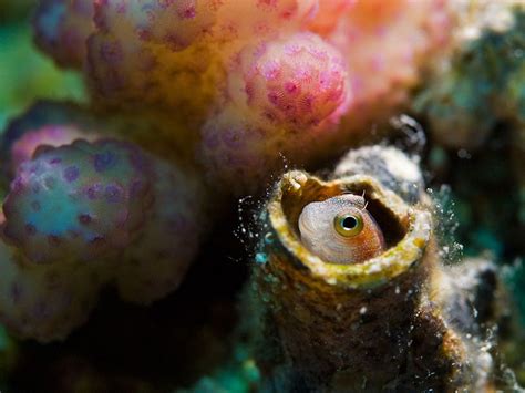 Exotic Sea Life Underwater Photography That Will Make You Stunned