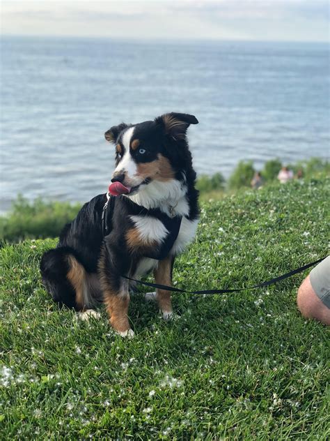 Kira Is Now Almost 7 Months Hanging By The Lake Australianshepherd