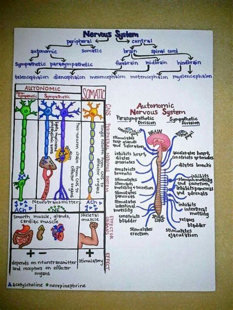 Pin By Anas Zein Alaabdin On Basicsmedical Medical School Studying