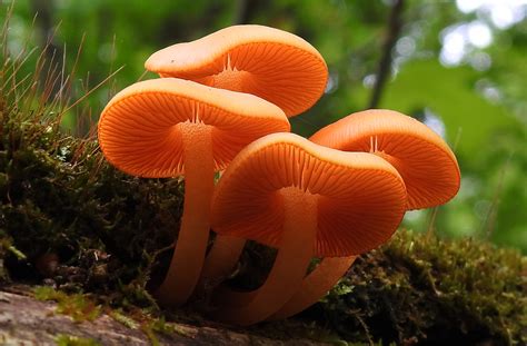 4 Orange Mushrooms Worth Learning Learn Your Land