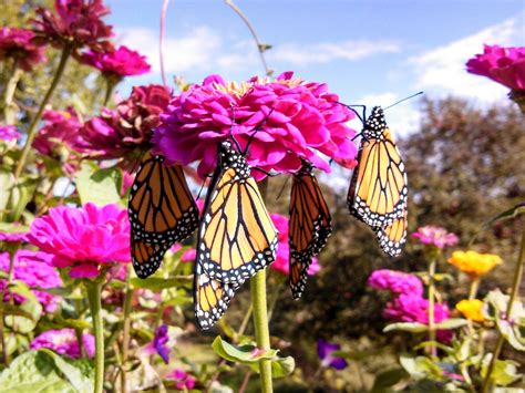 Monarch Butterflies Birds And Blooms