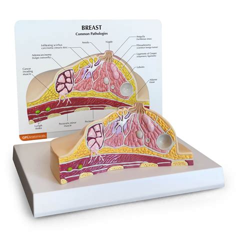 Medical Human Breast Anatomy Cross Section Models Buy Human Anatomy