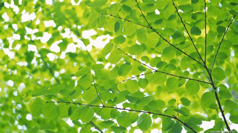 Closeup View Of Green Leaves Branches Hd Green Wallpapers Hd