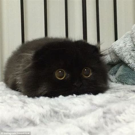 Black Fluffy Scottish Fold Kitty Scottishfold Blackcat Fluffycat