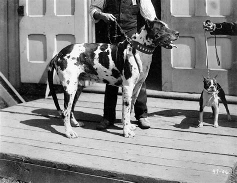 Dog Show 1906 Cne Heritage