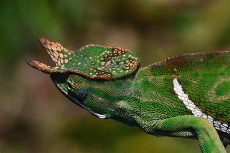 Dsc0523 Furcifer Balteatus White Banded Chameleon Hvidb Flickr